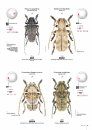 Cerambycidae of the Western Paleartic
