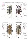 Cerambycidae of the Western Paleartic