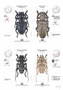 Cerambycidae of the Western Paleartic
