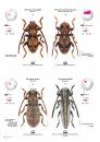 Cerambycidae of the Western Paleartic