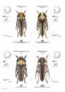 Cerambycidae of the Western Paleartic