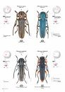 Cerambycidae of the Western Paleartic