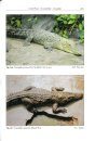 Herpetofauna of Vietnam