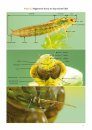 Handboek Libellenlarven en Hun Huidjes [Handbook to Dragonfly Larvae and Their Exuviae]