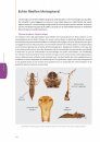 Handboek Libellenlarven en Hun Huidjes [Handbook to Dragonfly Larvae and Their Exuviae]