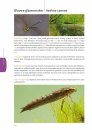 Handboek Libellenlarven en Hun Huidjes [Handbook to Dragonfly Larvae and Their Exuviae]
