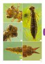 Handboek Libellenlarven en Hun Huidjes [Handbook to Dragonfly Larvae and Their Exuviae]