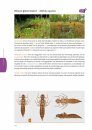 Handboek Libellenlarven en Hun Huidjes [Handbook to Dragonfly Larvae and Their Exuviae]