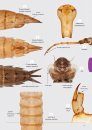 Handboek Libellenlarven en Hun Huidjes [Handbook to Dragonfly Larvae and Their Exuviae]