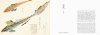 Fishes of Edo: A Guide to Classical Japanese Fishes [English / Japanese]