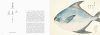Fishes of Edo: A Guide to Classical Japanese Fishes [English / Japanese]
