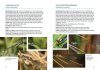 Dragonflies and Damselflies of South-East Queensland