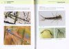 A Photographic Guide to the Dragonflies and Damselflies of Tasmania