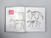 Animal Anatomy for Artists