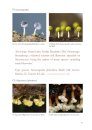 Where the Slime Mould Creeps