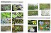 A Field Guide to Aquatic Plants