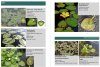 A Field Guide to Aquatic Plants