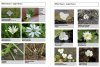 A Field Guide to Aquatic Plants