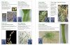 A Field Guide to Aquatic Plants