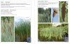 A Field Guide to Aquatic Plants