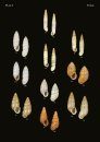 The Conchological Albums - Terrestrial Molluscs, Volume 19