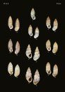 The Conchological Albums - Terrestrial Molluscs, Volume 19