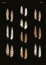 The Conchological Albums - Terrestrial Molluscs, Volume 19