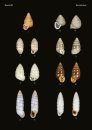 The Conchological Albums - Terrestrial Molluscs, Volume 19