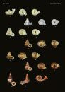The Conchological Albums - Terrestrial Molluscs, Volume 19