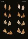 The Conchological Albums - Terrestrial Molluscs, Volume 19