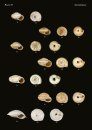 The Conchological Albums - Terrestrial Molluscs, Volume 20