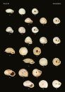 The Conchological Albums - Terrestrial Molluscs, Volume 20