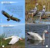 Aves del Noroeste Argentino (Jujuy, Salta, Tucumán y Catamarca): Guía de Campo [Birds of Northwest Argentina (Jujuy, Salta, Tucumán and Catamarca): Field Guide]