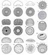 An Illustrated Checklist of Freshwater Microscopic Life