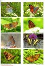 European Butterflies, Issue 9: Spring 2026