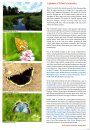 European Butterflies, Issue 9: Spring 2026