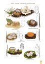 Cup Fungi and Other Ascomycetes of Britain & Europe