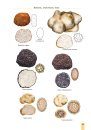Cup Fungi and Other Ascomycetes of Britain & Europe