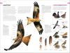 RSPB Birds of Britain and Europe