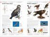 RSPB Birds of Britain and Europe