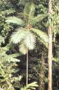 Palms of the Solomon Islands