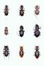 The Beetles of the World, Volume 18: Cicindelidae (Part 3) [English / French / German]