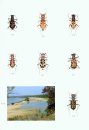 The Beetles of the World, Volume 20: Cicindelidae (Part 4) [English / French / German]
