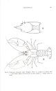 British Freshwater Crustacea Malacostraca