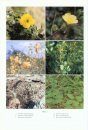 Flora of Somalia, Volume 2