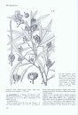 Flora of Somalia, Volume 2