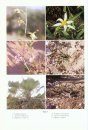 Flora of Somalia, Volume 4