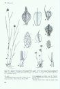 Flora of Somalia, Volume 4