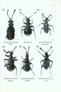 A Guide to the Genera of Beetles of South Australia, Part 2