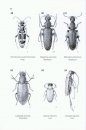 A Guide to the Genera of Beetles of South Australia, Part 5